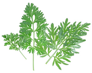 Collection of wormwood branches isolated on a white background, top view. Medicinal wormwood.