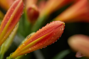 red lily flowers in drops of dew. close-up