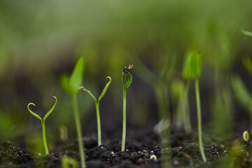 sprouts of plants and flowers close-up, plant seedlings