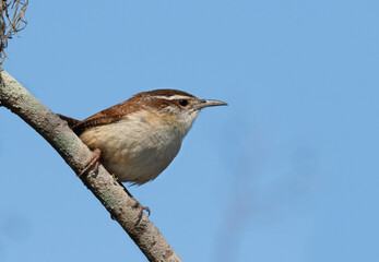 The Carolina wren (Thryothorus ludovicianus) on the blue sky background