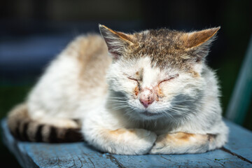 Portrait of a homeless cat with sore eyes