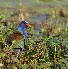 Purple gallinule (Porphyrio martinicus) in a forest swamp, Brazos Bend State Park, Texas, USA