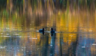 ducks in the lake