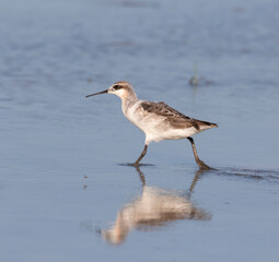 The  Wilson's Phalarope (Phalaropus tricolor) on the Galveston's beach during spring migration, Texas
