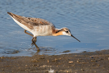 The  Wilson's Phalarope (Phalaropus tricolor) on the Galveston's beach during spring migration, Texas