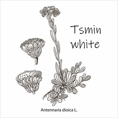 Outline drawing of a tsmin white. A plant hand drawing. Black and white flowers and leaves. Botanical vector illustration.