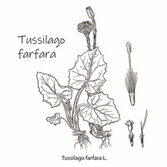Coltsfoot tussilago farfara - medicinal plant. Hand drawn botanical vector illustration - obrazy, fototapety, plakaty