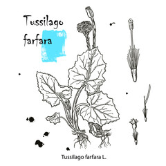 Coltsfoot tussilago farfara - medicinal plant. Hand drawn botanical vector illustration
