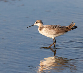 The  Wilson's Phalarope (Phalaropus tricolor) on the Galveston's beach during spring migration, Texas