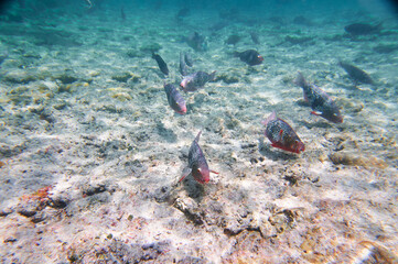 Group of tropical fishes swim in the clear sea.