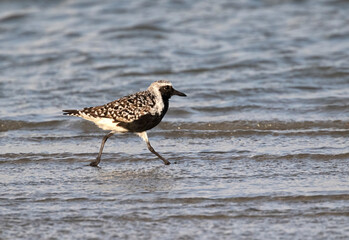 Black-bellied plover (Pluvialis squatarola) running through the beach