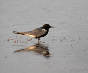 The black tern (Chlidonias niger) with spread wings on the beach, Galveston, Texas