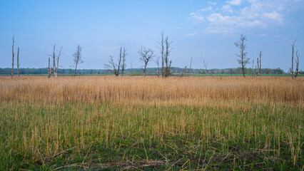 Trunks of dead trees in the field