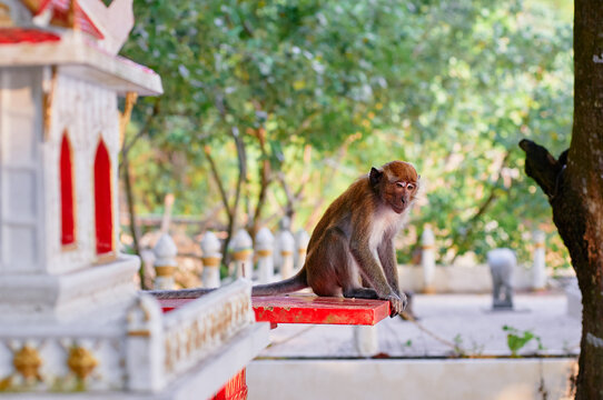 Macaque monkey in buddhist temple garden in Thailand.