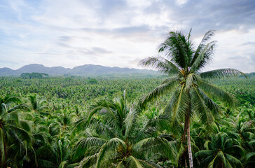 Tropical landscape. Big coconut palm trees plantation. - obrazy, fototapety, plakaty