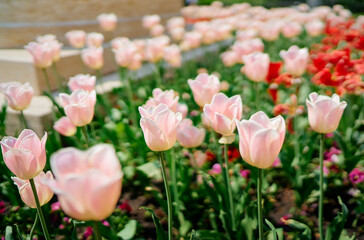 White pink tulips in the park. Spring landscape.