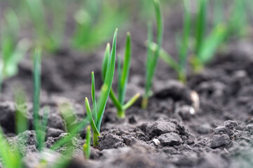 Young sprouts of green garlic on a bed in the garden