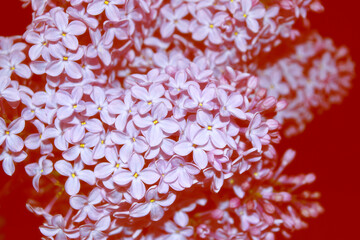 Bright and colorful flowers lilac