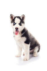 Naklejka na ściany i meble Cute playful little Serbian Husky puppy with blue eyes on isolated white background