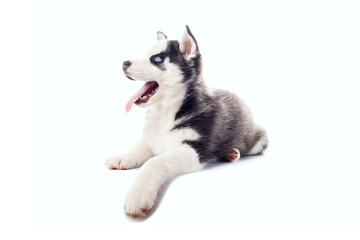 Fototapeta premium Cute playful little Serbian Husky puppy with blue eyes on isolated white background
