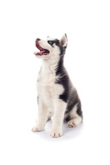 Cute playful little Serbian Husky puppy with blue eyes on isolated white background