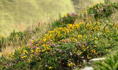 fleurs