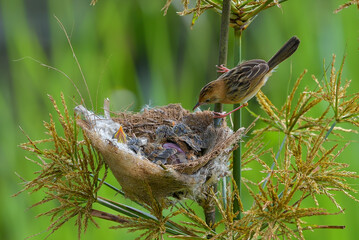 The golden-headed cisticola bird brings food for their chick