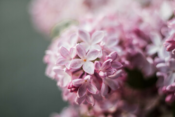 close up of pink blossom