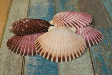 shells of different colors on a colorful background
