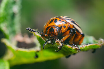 Harvest pest, Colorado potato beetle eats potato leaves