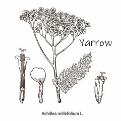 Yarrow. Vector hand drawn plant. Botanical plant illustration. Vintage medicinal plant sketch. © farba2014