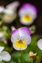 Close up Viola flowers blooming in the garden with a blurred background in spring. selective focus