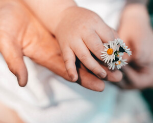 person holding a daisy