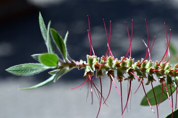 Verwelkte Blüte eines Karminroten Zylinderputzers