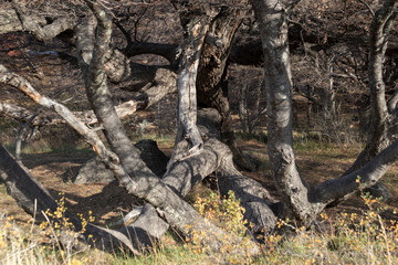 Fototapeta na wymiar Galhos secos em Parques de El Chalten