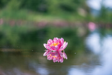 pink water lily or lotus flower reflected in water - obrazy, fototapety, plakaty