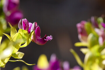 purple flowers in spring