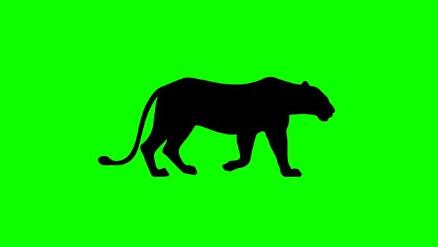 Walking lion, animation on the green background (seamless loop)