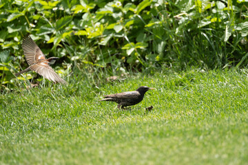 Vogel auf Wiese