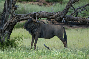 Blue Wildebeest rubbing his head on a tree, Kgalagadi