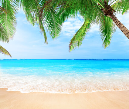 Coconut palm trees against blue sky and beautiful beach in Punta Cana, Dominican Republic.