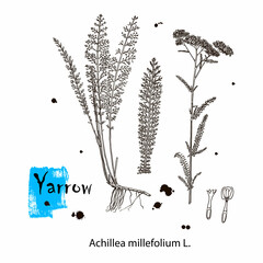 Hand drawn wild hay flowers. Yarrow milfoil. Medical herb. Vintage engraved art. Botanical illustration. Good for cosmetics, medicine, treating, aromatherapy, nursing, package design field bouquet. © farba2014