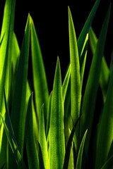 Typha latifolia ,broadleaf cattail, bulrush,reed, cumbungi