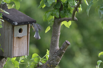 Blaumeise  anfliegend an Nistkasten