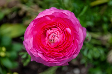 Fototapeta na wymiar pink flower in garden