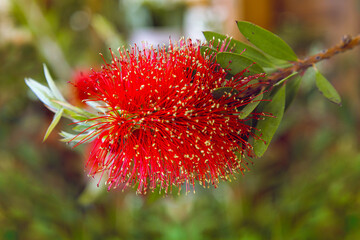Flowering Callistemon. Callistemon is a genus of shrubs in the famile Myrtaceas. Flower shop.