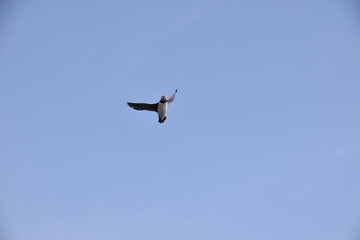 Farne Islands: Puffin in flight