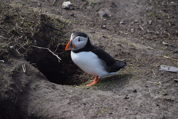 Farne Islands: Puffin