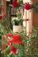 Branches of blooming Callistemon. Callistemon is a genus of shrubs in the famile Myrtaceas. Flower shop
