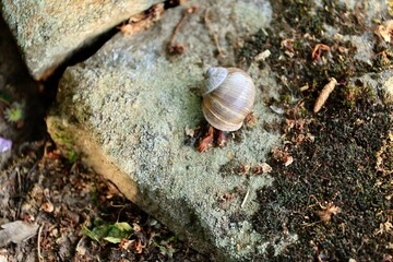snail